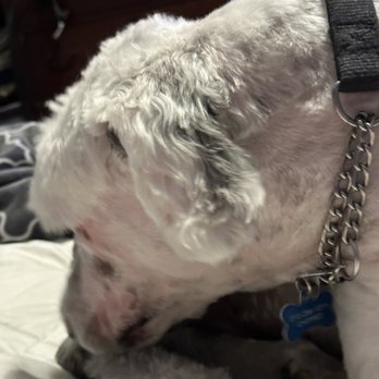 The UpScale Tail Pet Grooming - Naperville - Pet Groomers Near Me - Naperville, Illinois