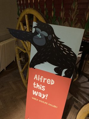 Bristol Museum & Art Gallery by null