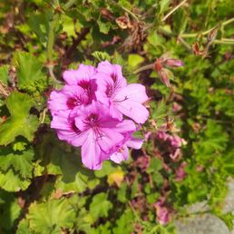 Pretty flowers outside