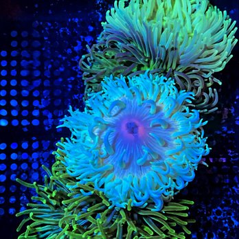 First Choice Aquatics - Local Fish Stores Near Me - Flemington, New Jersey First Choice Aquatics - Local Fish Stores Near Me - Flemington, New Jersey