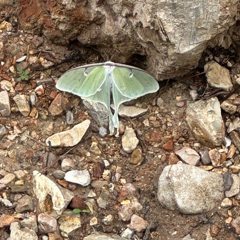 Big Rock Candy Mountain Retreat - Beautiful insects on site! - Venues & Event Spaces Near Me - Jadwin, Missouri