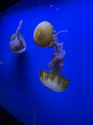 Shreveport Aquarium by null