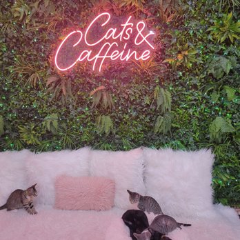 Cats and Caffeine - Some of them just hanging out - Coffee & Tea Near Me - Tampa Bay, Florida Cats and Caffeine - Some of them just hanging out - Coffee & Tea Near Me - Tampa Bay, Florida