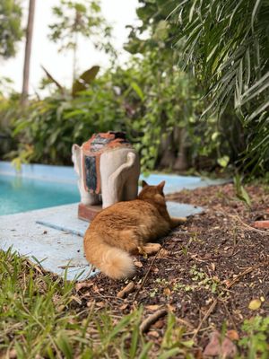 The Hemingway Home and Museum by null