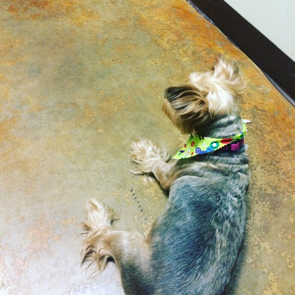 THE CORNER VET HOUSTON HEIGHTS Updated October 2024 56 Reviews