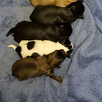 Puppy Trax - Pet Sitting Near Me - Aldergrove, British Columbia Puppy Trax - Pet Sitting Near Me - Aldergrove, British Columbia