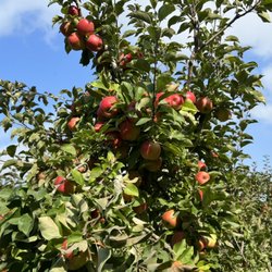 Clearview Orchards - We open September 14