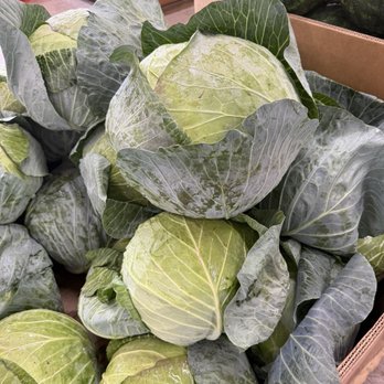 Ontario Orchards - Enormous cabbage - Fruits & Veggies Near Me - Oswego, New York