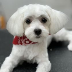 Boss The Pet Connection