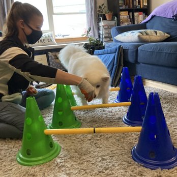Canine PT and Me - Dr Kelsey and Ronan working on maneuvering through his doggy obstacle course - Animal Physical Therapy Near Me Canine PT and Me - Dr Kelsey and Ronan working on maneuvering through his doggy obstacle course - Animal Physical Therapy Near Me