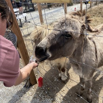 Wild Animal Adventure Park - Donkey - Wildlife Control Near Me - Stanton, Missouri Wild Animal Adventure Park - Donkey - Wildlife Control Near Me - Stanton, Missouri