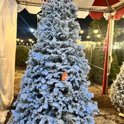 MC Eddies Christmas Trees - Grand Fir
Baby Blue Flock