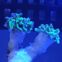 ABC Reefs - Frog Spawn