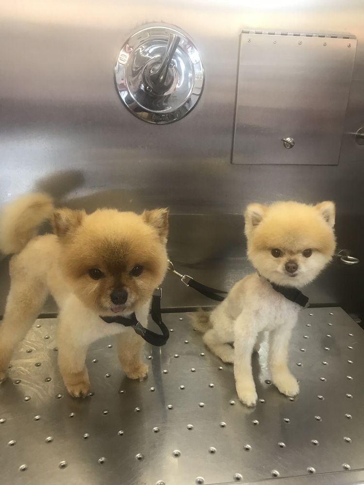 TENDER CARE GROOMING Updated August 2024 14 Photos Vandergrift