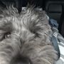 Photo of Camp Bow Wow