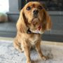 Photo of Woof Gang Bakery & Grooming RSM