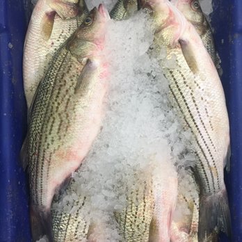 Thien Thanh Supermarket - USA Striped Bass - International Grocery Near Me - San Jose, California Thien Thanh Supermarket - USA Striped Bass - International Grocery Near Me - San Jose, California