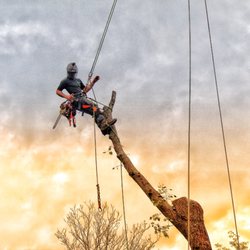 Baylor's Top Notch Tree Service