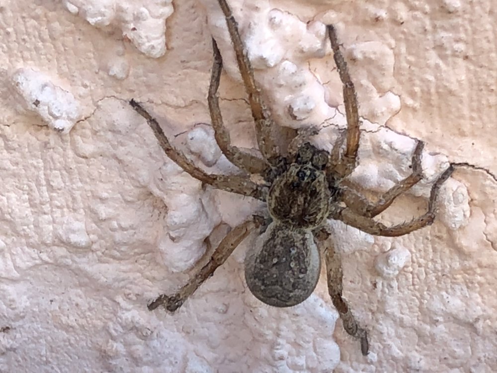 26 Photos Las Vegas, Nevada Pest Control Phone Number Yelp