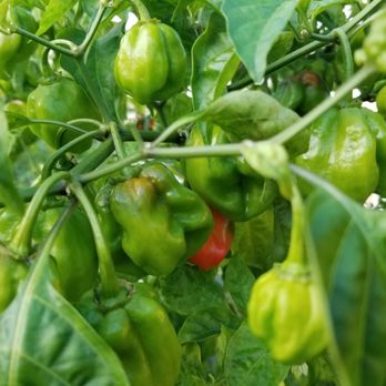 Conserva Irrigation - Fort Lauderdale - Habanero peppers - Irrigation Near Me - Sunrise, Florida Conserva Irrigation - Fort Lauderdale - Habanero peppers - Irrigation Near Me - Sunrise, Florida