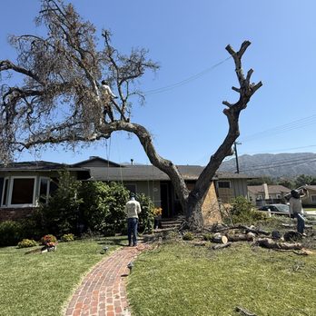 Nxttre Landscape And Tree Care - Live oak removal - Landscaping Near Me Nxttre Landscape And Tree Care - Live oak removal - Landscaping Near Me