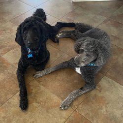 Clean Pups Grooming