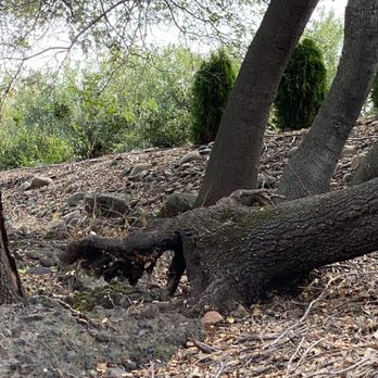 Tree Worx - Charred trees that were cut up, chipped and hauled away. Clean work. - Tree Services Near Me