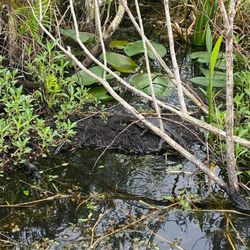 Spirit Of The Swamp - Baby Alligators
