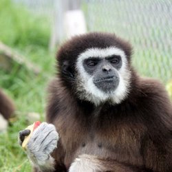 Papanack Zoo