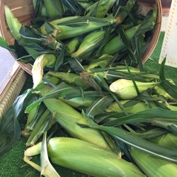 Nothing like fresh sweet corn!