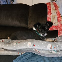 Furbabies Dream Grooming Spa - Gordo's post grooming photo shoot.