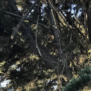 Madriz Tree Service - not a very good job pruning top of Juniper; still looks messy with some dead branches... - Tree Services Near Me - Richmond, California