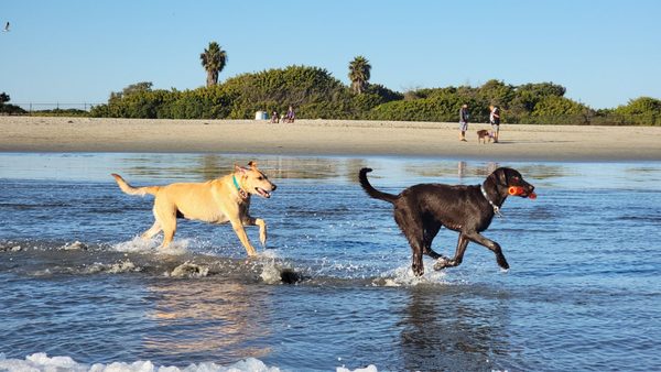 Coronado Dog Beach by null