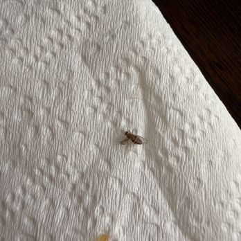 Lola's Market - A fly (bug) - Mexican Near Me - Santa Rosa, California