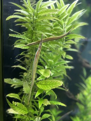 Tennessee Aquarium by null