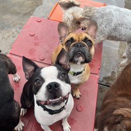 Anakin with his furry friends at Cha Cha Day Care
