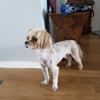 Asbury Bark - Sherlock looking regal...I think he's on a case. - Pet Groomers Near Me Asbury Bark - Sherlock looking regal...I think he's on a case. - Pet Groomers Near Me