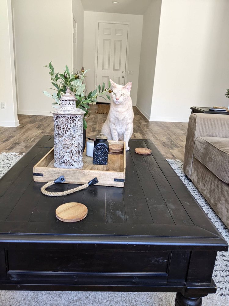 PET SITTER WITH LOVE Updated June 2024 28 Photos & 19 Reviews Perris, California Pet