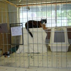 Holiday Kennels - untitled