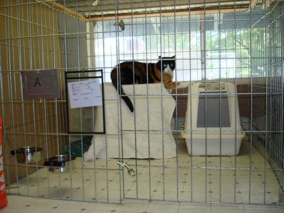 Holiday Kennels Image