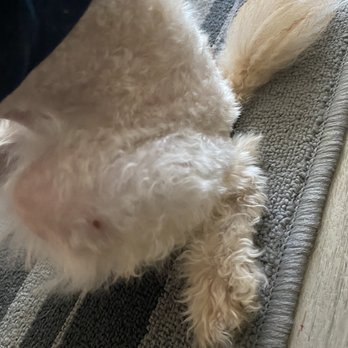 Petco - Cut on thigh - Pet Stores Near Me - La Mesa, California Petco - Cut on thigh - Pet Stores Near Me - La Mesa, California