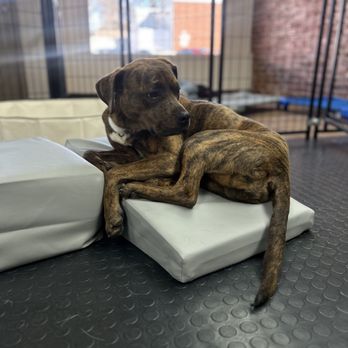 Bark Place - Pet Boarding Near Me - Platte City, Missouri