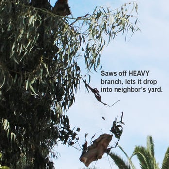 Tree King Tree Service - Heavy branches sawed off and allowed to drop freely without ropes! - Tree Services Near Me - Los Angeles, California Tree King Tree Service - Heavy branches sawed off and allowed to drop freely without ropes! - Tree Services Near Me - Los Angeles, California