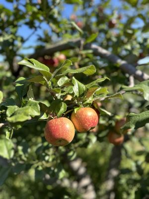 Aamodt's Apple Farm by null