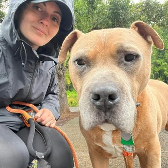 Tails & Trails - Not to brag, but T-Bone did a full walk with Melody and even protested coming home despite the rain - Pet Sitting Near Me Tails & Trails - Not to brag, but T-Bone did a full walk with Melody and even protested coming home despite the rain - Pet Sitting Near Me