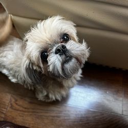 Posh Pups - My little Shih tzuuu