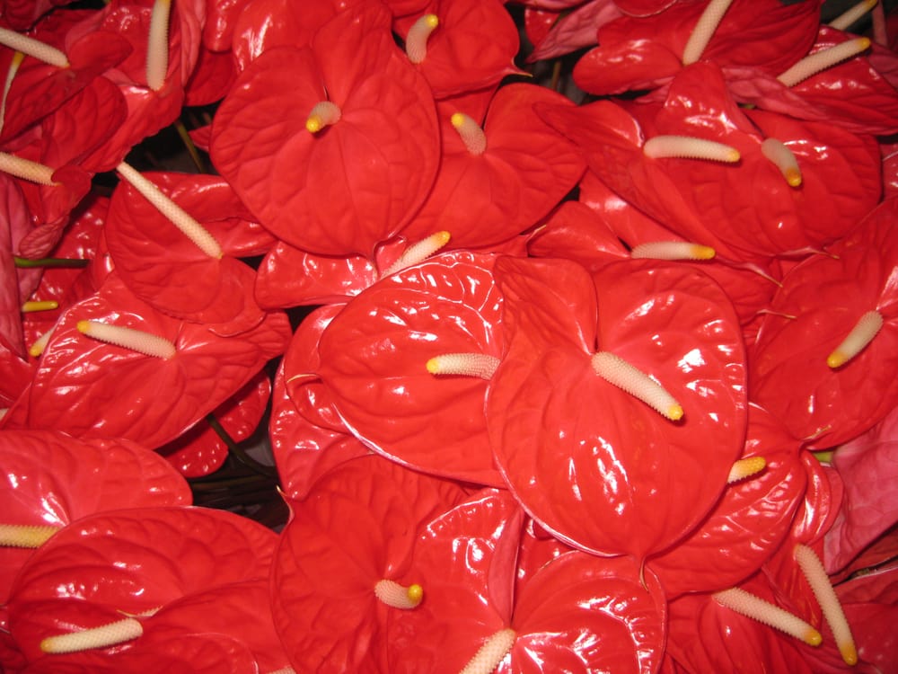 HAWAII’S TROPICAL FLOWERS Updated September 2024 811 Kealakai St