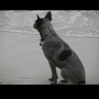 Pawprints Veterinary Housecall - Pet Services Near Me