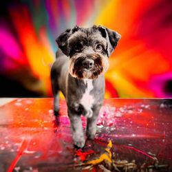 Messy Mutt Makeovers