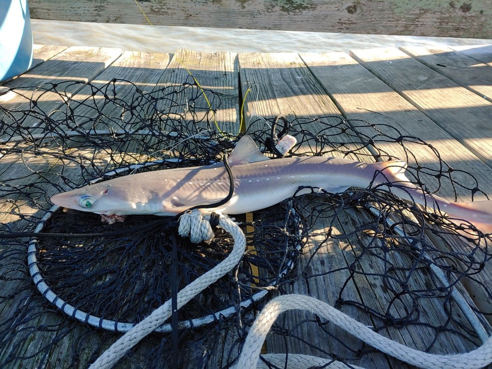 AVALON FISHING PIER Updated June 2024 77 Photos & 33 Reviews Kill